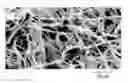 Fig. 01 - Flat microfibers as matrices for cell growth