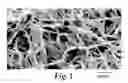 Fig. 02 - Flat microfibers as matrices for cell growth