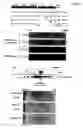 Fig. 02 - Production of packaged DNA sequences