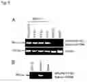 Fig. 06 - Production of packaged DNA sequences