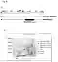 Fig. 07 - Production of packaged DNA sequences