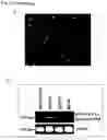 Fig. 08 - Production of packaged DNA sequences