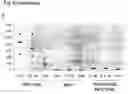 Fig. 09 - Production of packaged DNA sequences