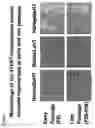 Fig. 02 - Neonatal human hepatocytes immortalized using tert and methods of their use