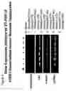Fig. 06 - Neonatal human hepatocytes immortalized using tert and methods of their use