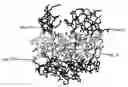 Fig. 01 - Enzyme
