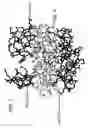 Fig. 02 - Enzyme