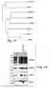 Fig. 02 - Methods of NAD-dependent deacetylation of a lysine residue in a protein