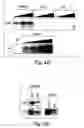 Fig. 09 - Methods of NAD-dependent deacetylation of a lysine residue in a protein