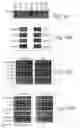 Fig. 33 - Methods of NAD-dependent deacetylation of a lysine residue in a protein