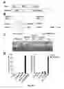 Fig. 19 - NON-VIRAL GENE DELIVERY COMPLEX