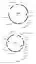 Fig. 09 - Method for producing terpenes and MEP-transformed microorganisms therefore