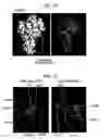 Fig. 09 - Mutant protein having diaphorase activity