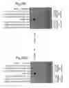 Fig. 45 - Nucleic acid molecule encoding a fusion polypeptide capable of binding VEGF
