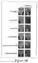 Fig. 06 - Genetically modified plants and their applications in phytoremediation