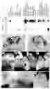 Fig. 01 - PROMOTION OF AXONAL REGENERATION