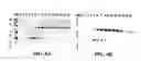 Fig. 05 - Diphtheria toxin variant