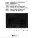 Fig. 13 - Diphtheria toxin variant