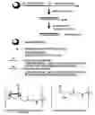 Fig. 01 - RNA INTERFERENCE MEDIATED INHIBITION OF STROMAL CELL-DERIVED FACTOR-1 (SDF-1) GENE EXPRESSION USING SHORT INTERFERING NUCLEIC ACID (siNA)