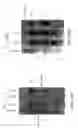 Fig. 32 - Compositions, Methods and Kits Useful for the Diagnosis and Treatment of Spinal Muscular Atrophy