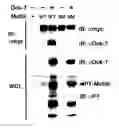 Fig. 01 - DNA encoding polypeptide capable of modulating muscle-specific tyrosine kinase activity