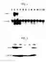 Fig. 02 - DNA encoding polypeptide capable of modulating muscle-specific tyrosine kinase activity