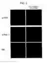 Fig. 03 - DNA encoding polypeptide capable of modulating muscle-specific tyrosine kinase activity