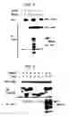 Fig. 04 - DNA encoding polypeptide capable of modulating muscle-specific tyrosine kinase activity