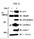 Fig. 05 - DNA encoding polypeptide capable of modulating muscle-specific tyrosine kinase activity