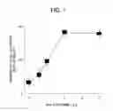 Fig. 06 - DNA encoding polypeptide capable of modulating muscle-specific tyrosine kinase activity