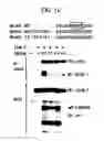 Fig. 11 - DNA encoding polypeptide capable of modulating muscle-specific tyrosine kinase activity