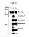 Fig. 13 - DNA encoding polypeptide capable of modulating muscle-specific tyrosine kinase activity