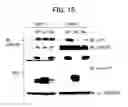 Fig. 14 - DNA encoding polypeptide capable of modulating muscle-specific tyrosine kinase activity