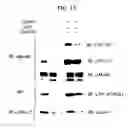 Fig. 16 - DNA encoding polypeptide capable of modulating muscle-specific tyrosine kinase activity