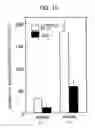 Fig. 17 - DNA encoding polypeptide capable of modulating muscle-specific tyrosine kinase activity