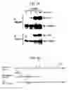 Fig. 18 - DNA encoding polypeptide capable of modulating muscle-specific tyrosine kinase activity