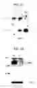 Fig. 19 - DNA encoding polypeptide capable of modulating muscle-specific tyrosine kinase activity