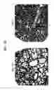 Fig. 20 - DNA encoding polypeptide capable of modulating muscle-specific tyrosine kinase activity