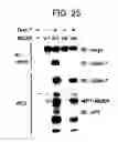 Fig. 22 - DNA encoding polypeptide capable of modulating muscle-specific tyrosine kinase activity