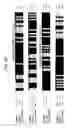 Fig. 23 - DNA encoding polypeptide capable of modulating muscle-specific tyrosine kinase activity