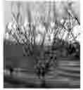 Fig. 01 - Apricot tree, 'SC2'