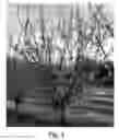Fig. 02 - Apricot tree, 'SC2'