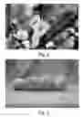 Fig. 03 - Apricot tree, 'SC2'