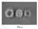 Fig. 04 - Apricot tree, 'SC2'