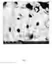 Fig. 03 - COLLOIDAL TEMPLATING PROCESS FOR MANUFACTURE OF HIGHLY POROUS CERAMICS