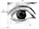 Fig. 01 - Method for acquiring the shape of the iris of an eye