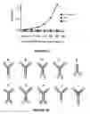 Fig. 25 - Compositions for the prevention and treatment of smallpox