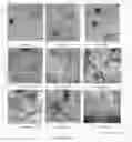 Fig. 06 - Modified self-assembling peptides