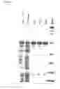 Fig. 02 - Hydrophobin as a coating agent for expandable or expanded thermoplastic polymer particles