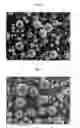 Fig. 02 - SPHERICAL CARBONS AND METHOD FOR PREPARING THE SAME